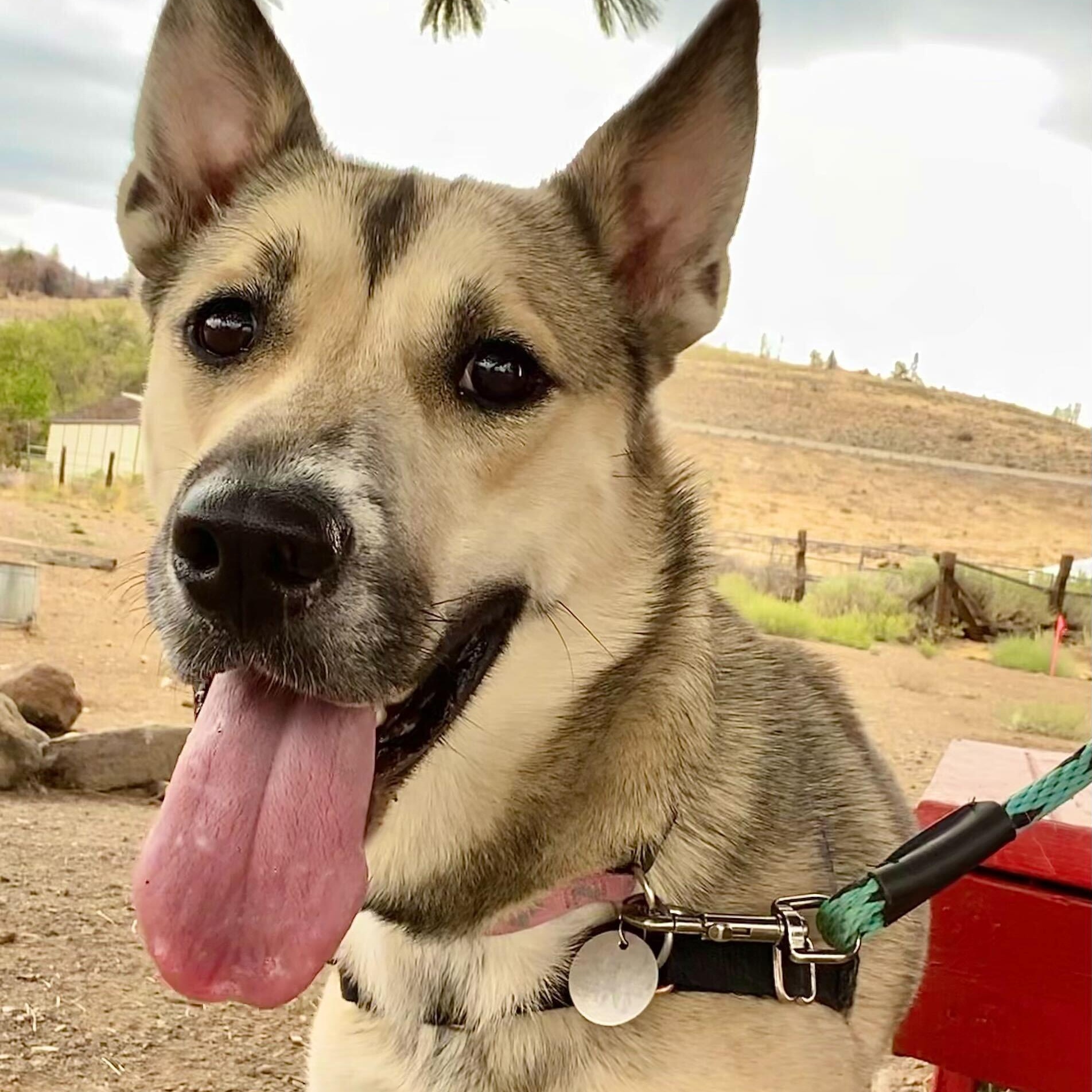 Enlarge Rosebud, a Adoptable mixed breed in Washoe Valley, NV image 1/2