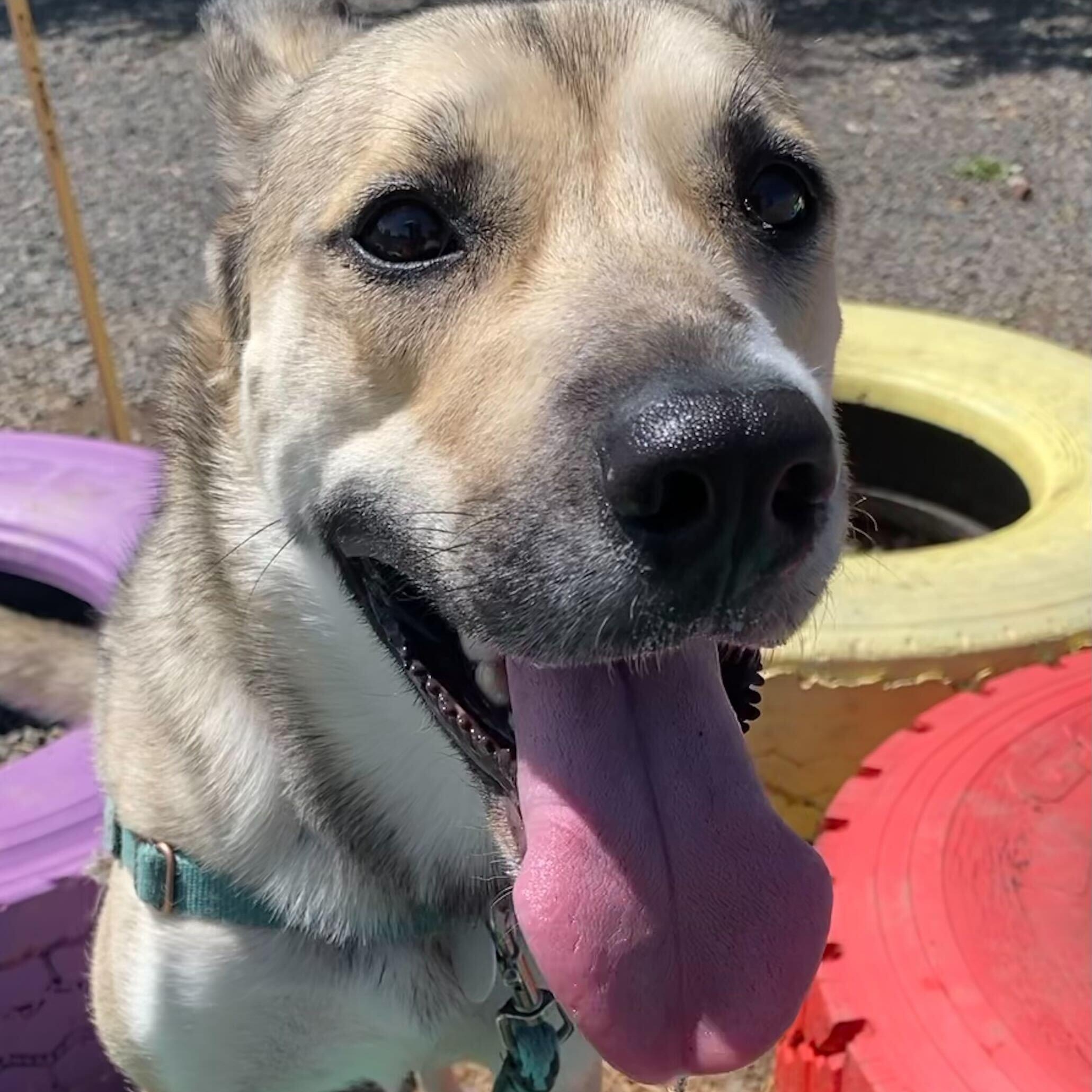 Enlarge Rosebud, a Adoptable mixed breed in Washoe Valley, NV image 2/2