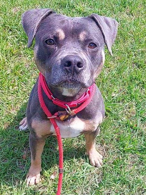 PEGGY, Adoptable, Adult Female American Bulldog & American Staffordshire Terrier.