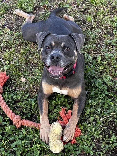 Enlarge PEGGY, a Adoptable mixed breed in Fort Lauderdale, FL image 1/1