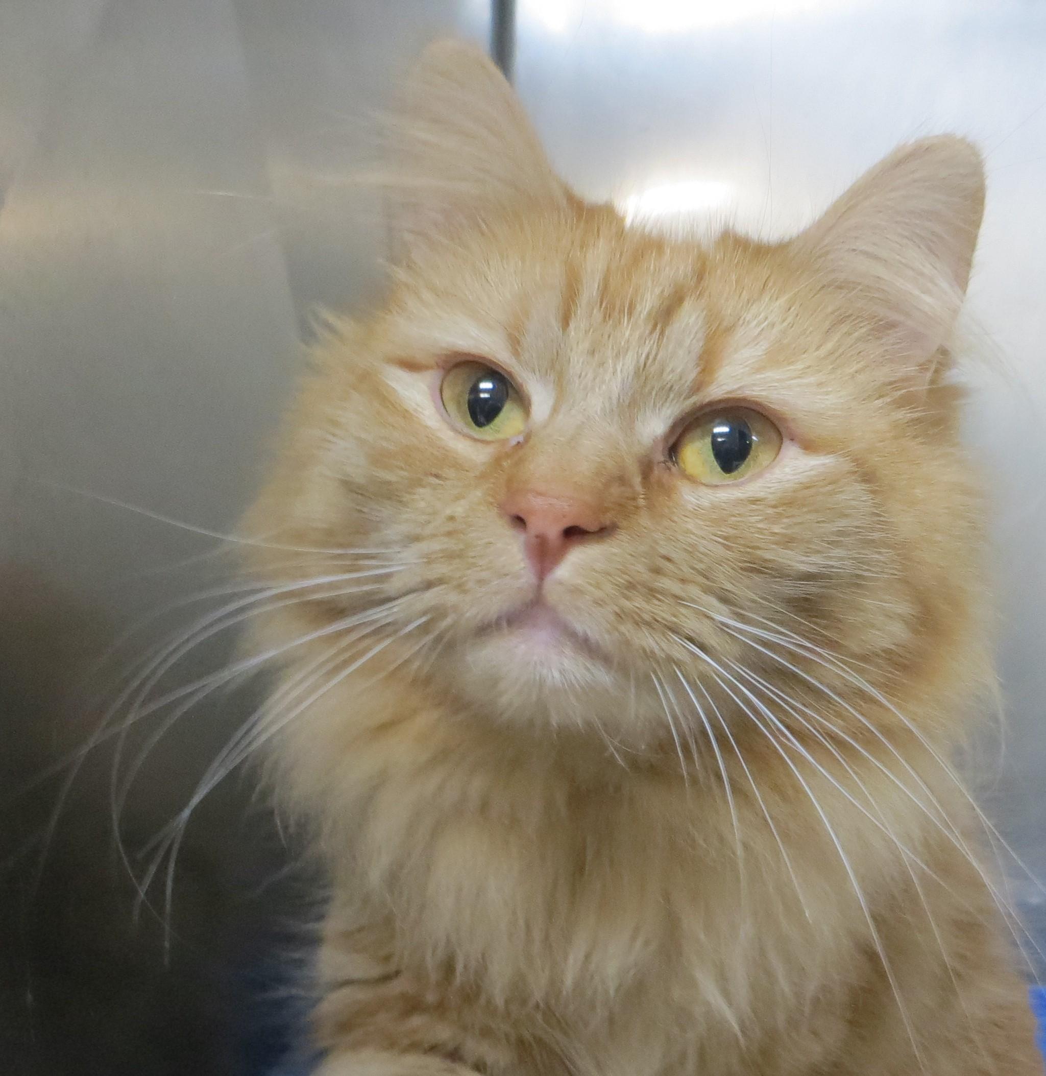 Enlarge DAISY & YONIE, a ADOPTABLE Domestic Medium Hair in Taunton, MA image 6/6