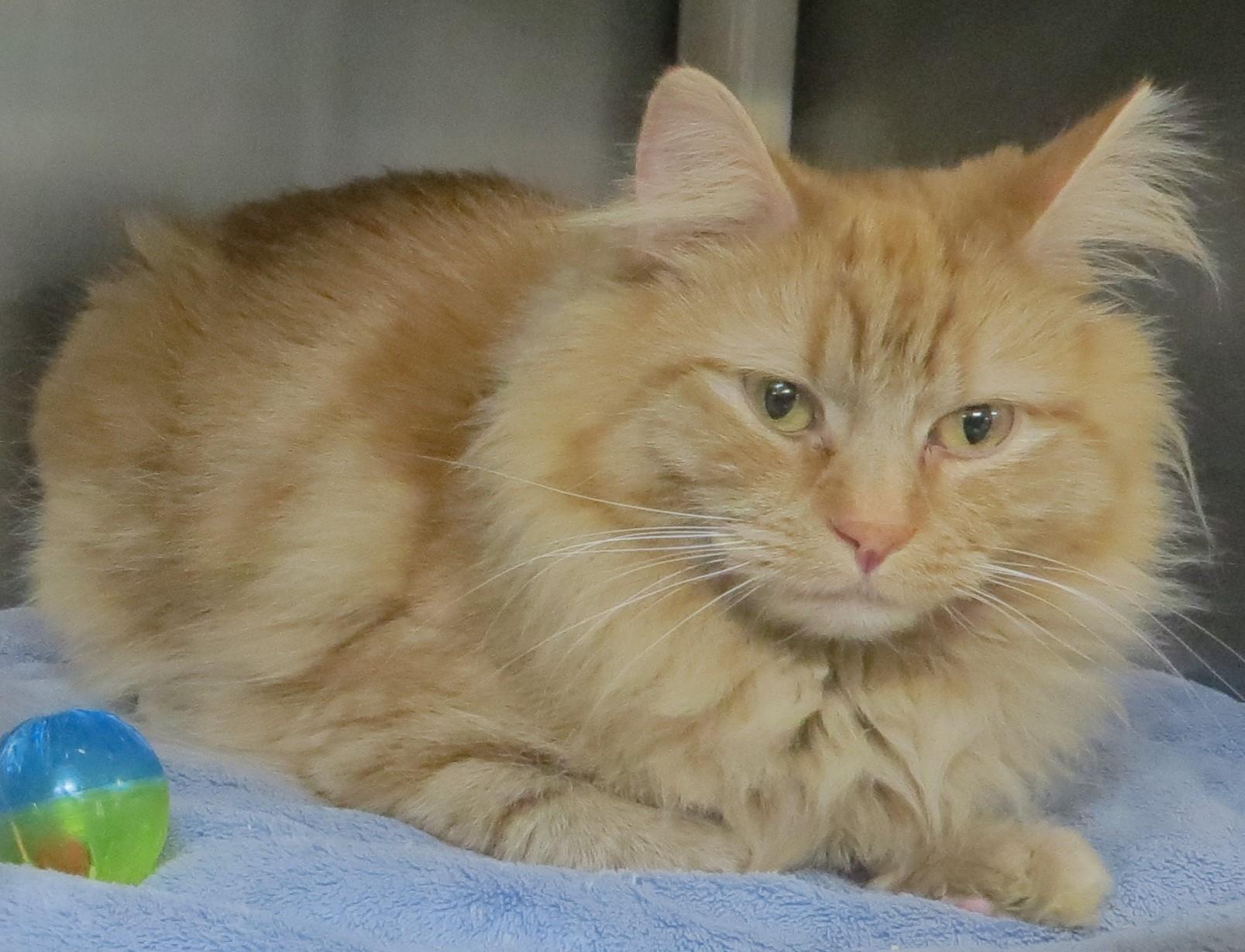 Enlarge DAISY & YONIE, a ADOPTABLE Domestic Medium Hair in Taunton, MA image 3/6