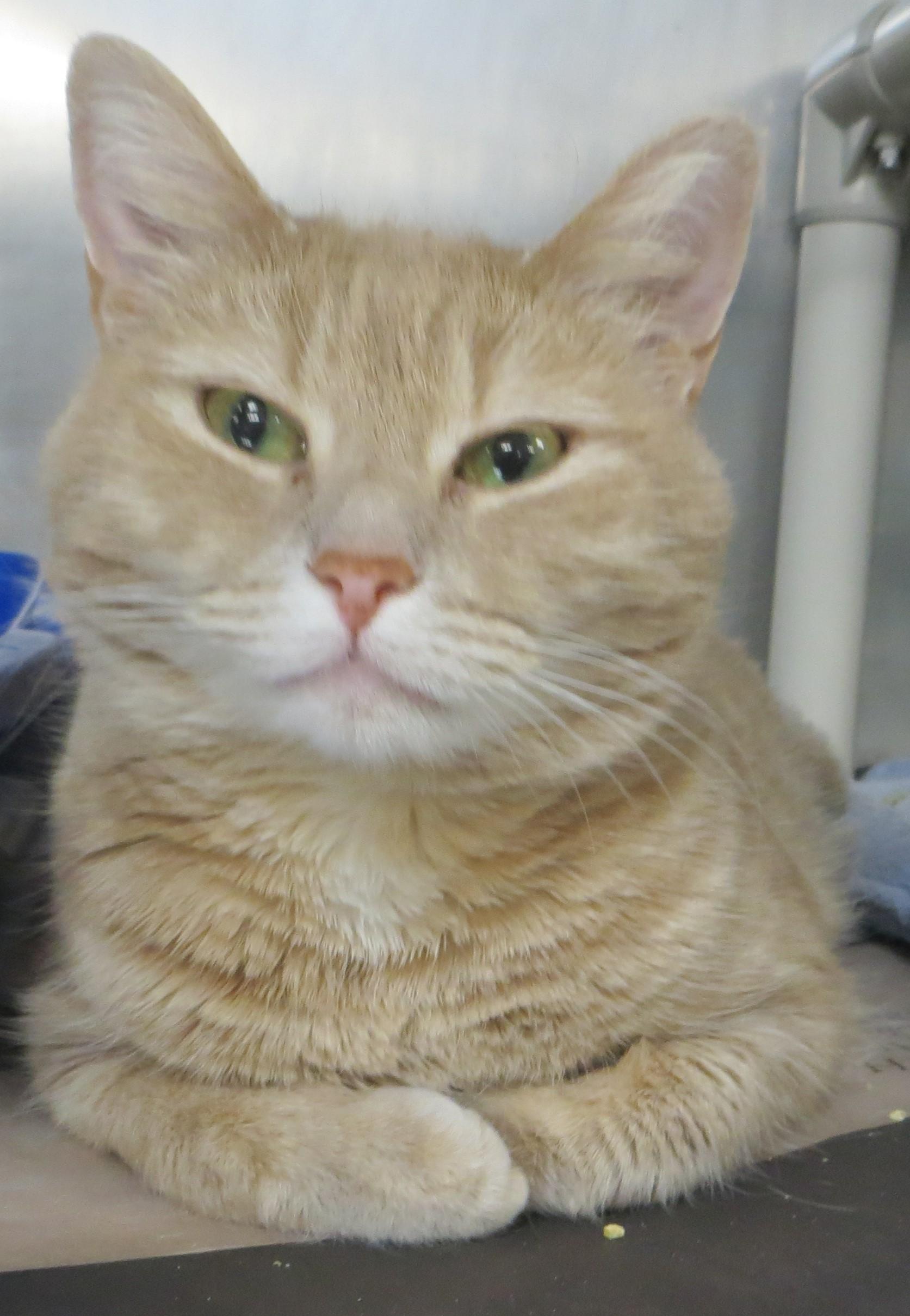 Enlarge DAISY & YONIE, a ADOPTABLE Domestic Medium Hair in Taunton, MA image 5/6