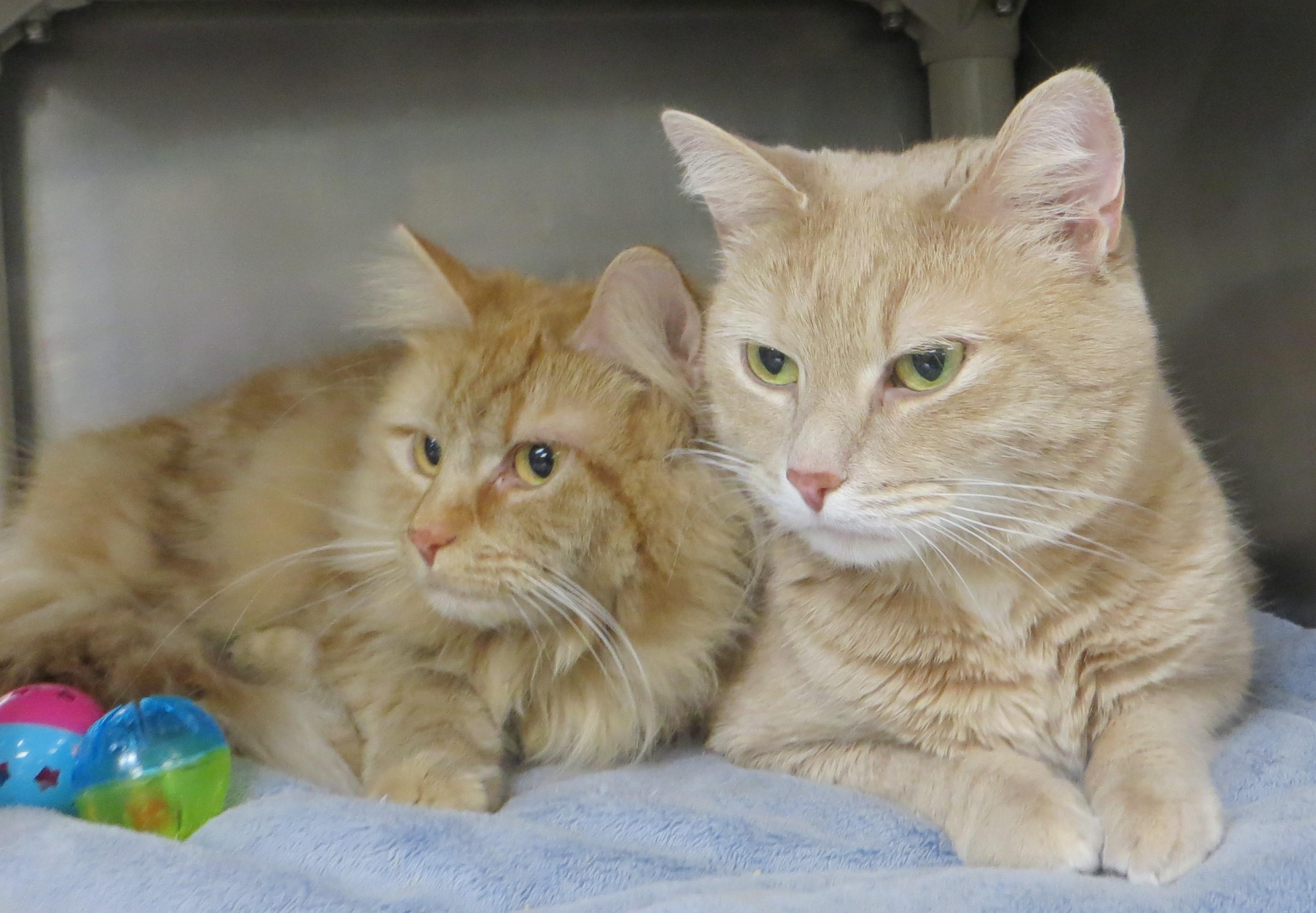 DAISY & YONIE, ADOPTABLE, Adult Female Domestic Medium Hair.