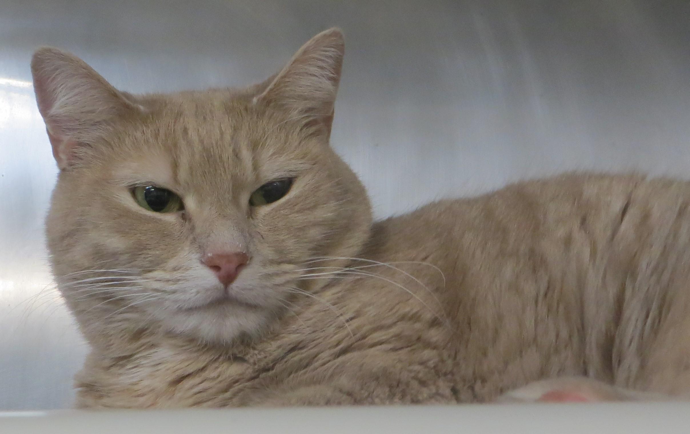 Enlarge DAISY & YONIE, a ADOPTABLE Domestic Medium Hair in Taunton, MA image 2/6