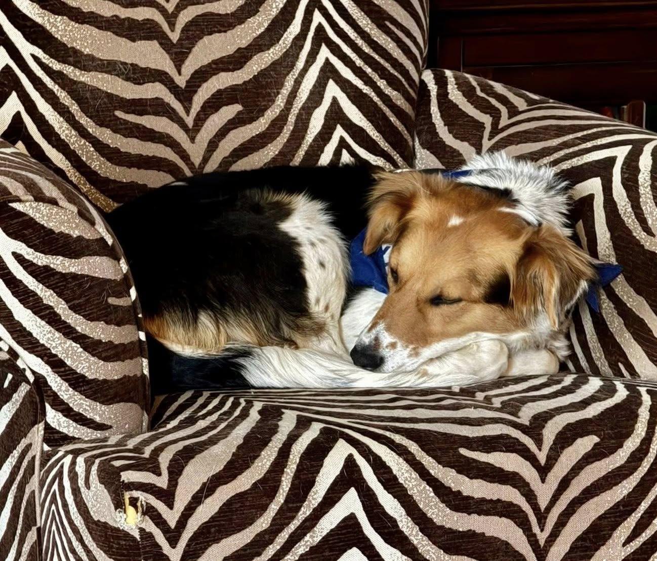 Sagemoor, Adoptable, Adult Female Brittany Spaniel & Border Collie.