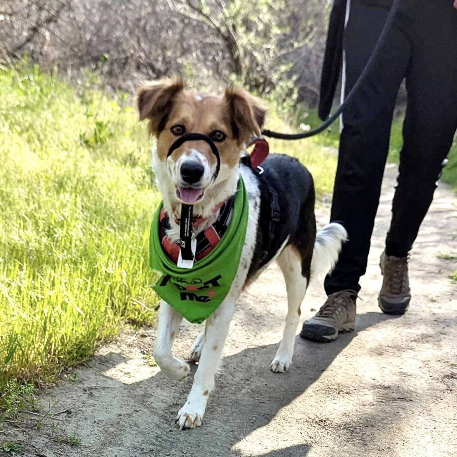 Enlarge Sagemoor, a Adoptable mixed breed in West Richland, WA image 2/6