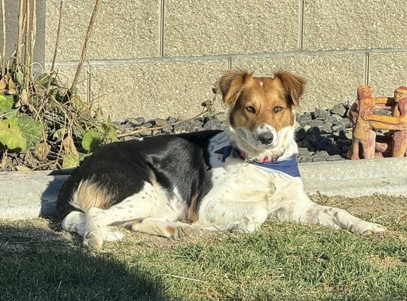 Enlarge Sagemoor, a Adoptable mixed breed in West Richland, WA image 3/6