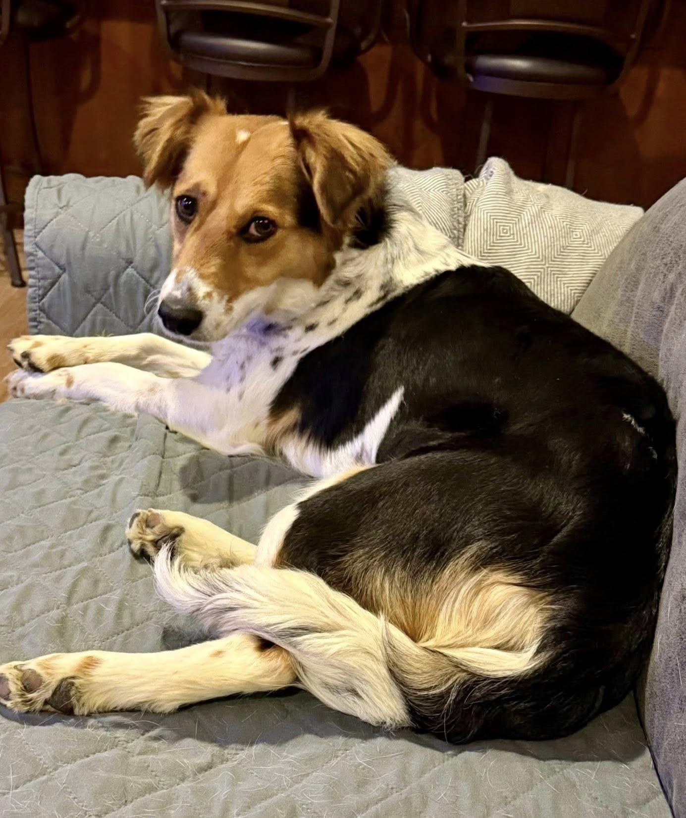 Enlarge Sagemoor, a Adoptable mixed breed in West Richland, WA image 5/6