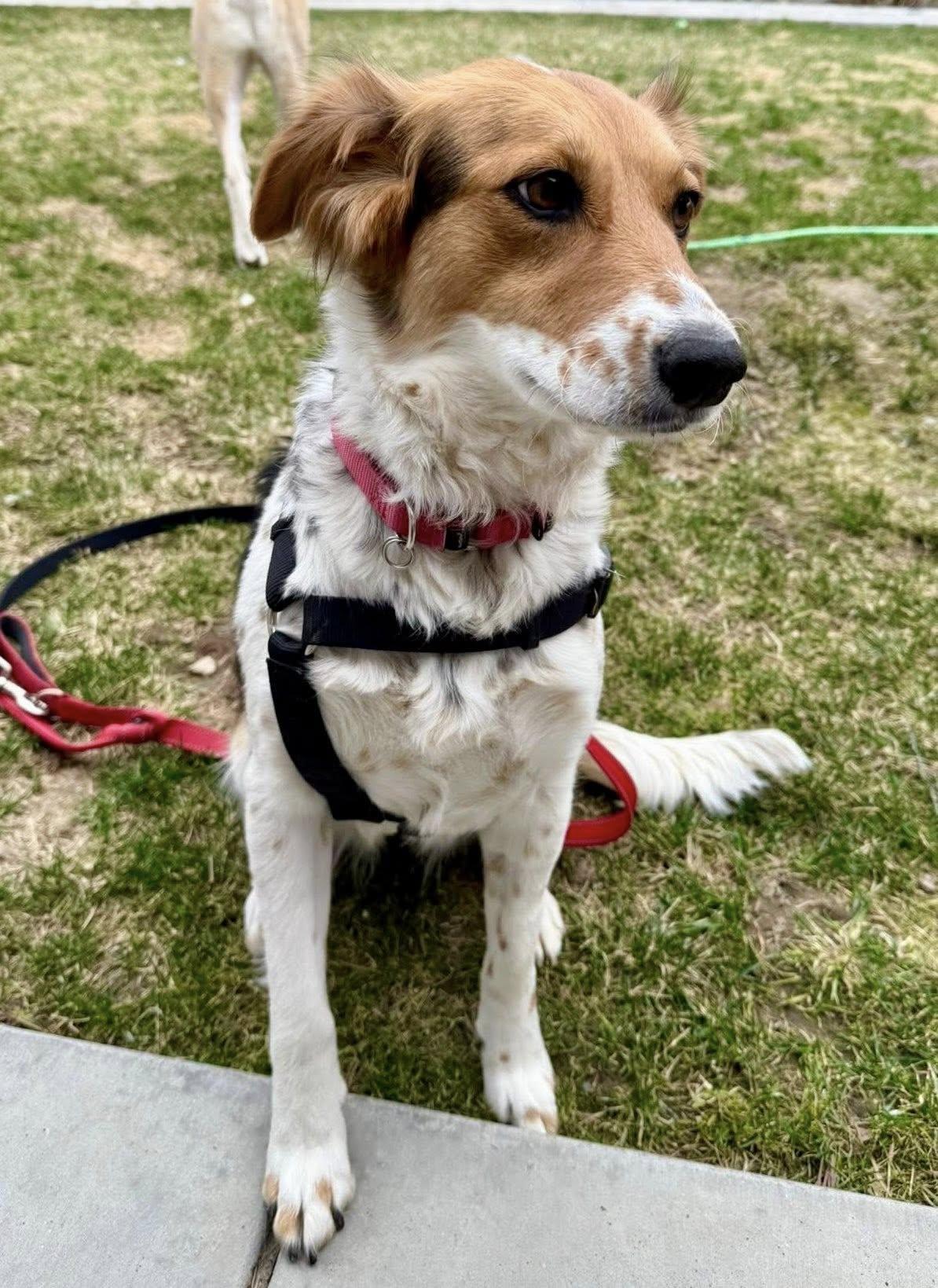 Enlarge Sagemoor, a Adoptable mixed breed in West Richland, WA image 6/6