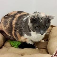 Cheyenne — thumbnail 2