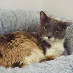 Cheyenne — thumbnail 3