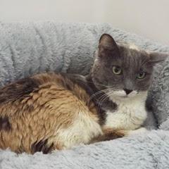 Cheyenne — thumbnail 4