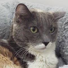 Cheyenne — thumbnail 5