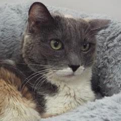 Cheyenne — thumbnail 6