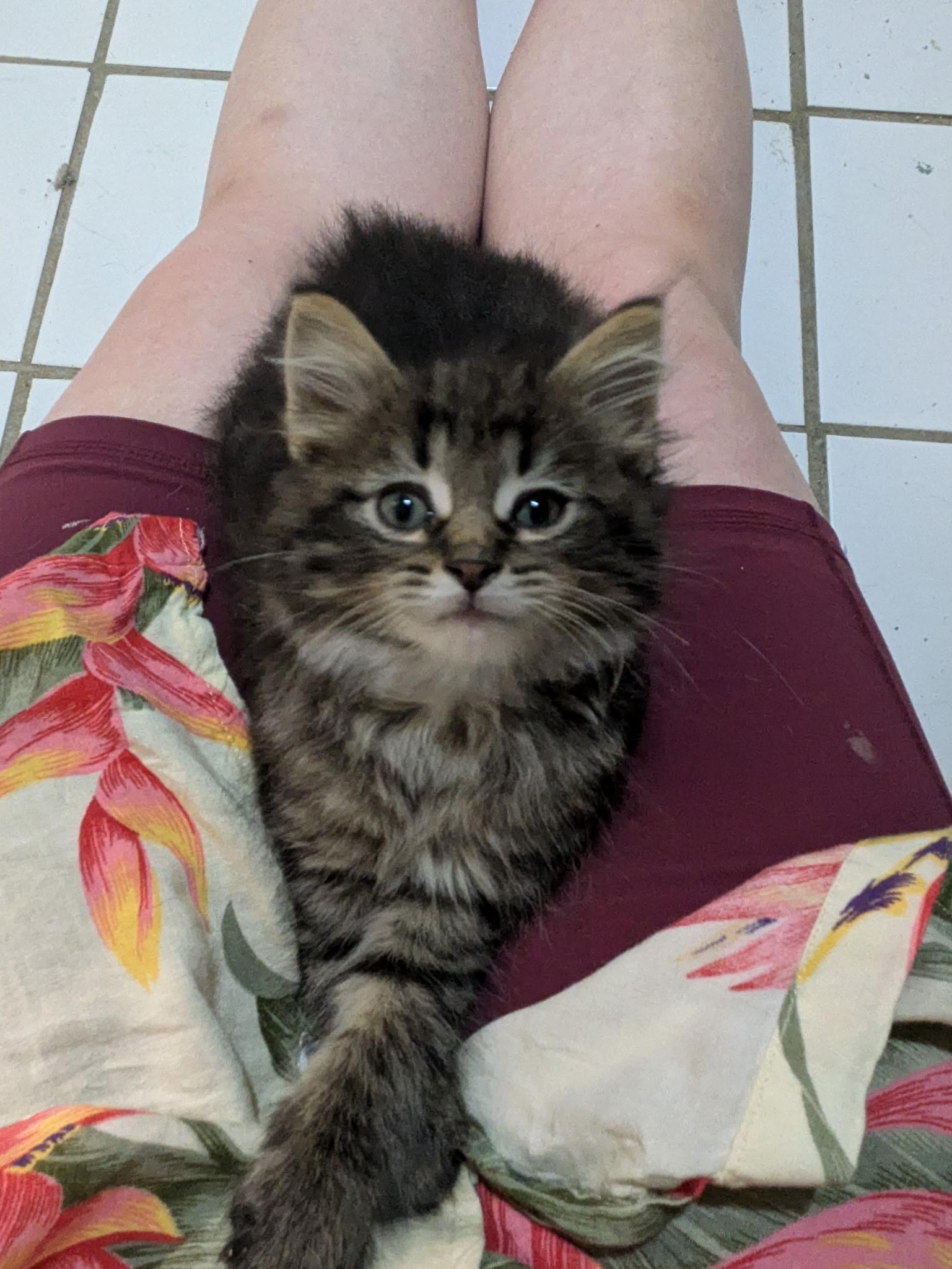 Cal, Baby Male Domestic Long Hair