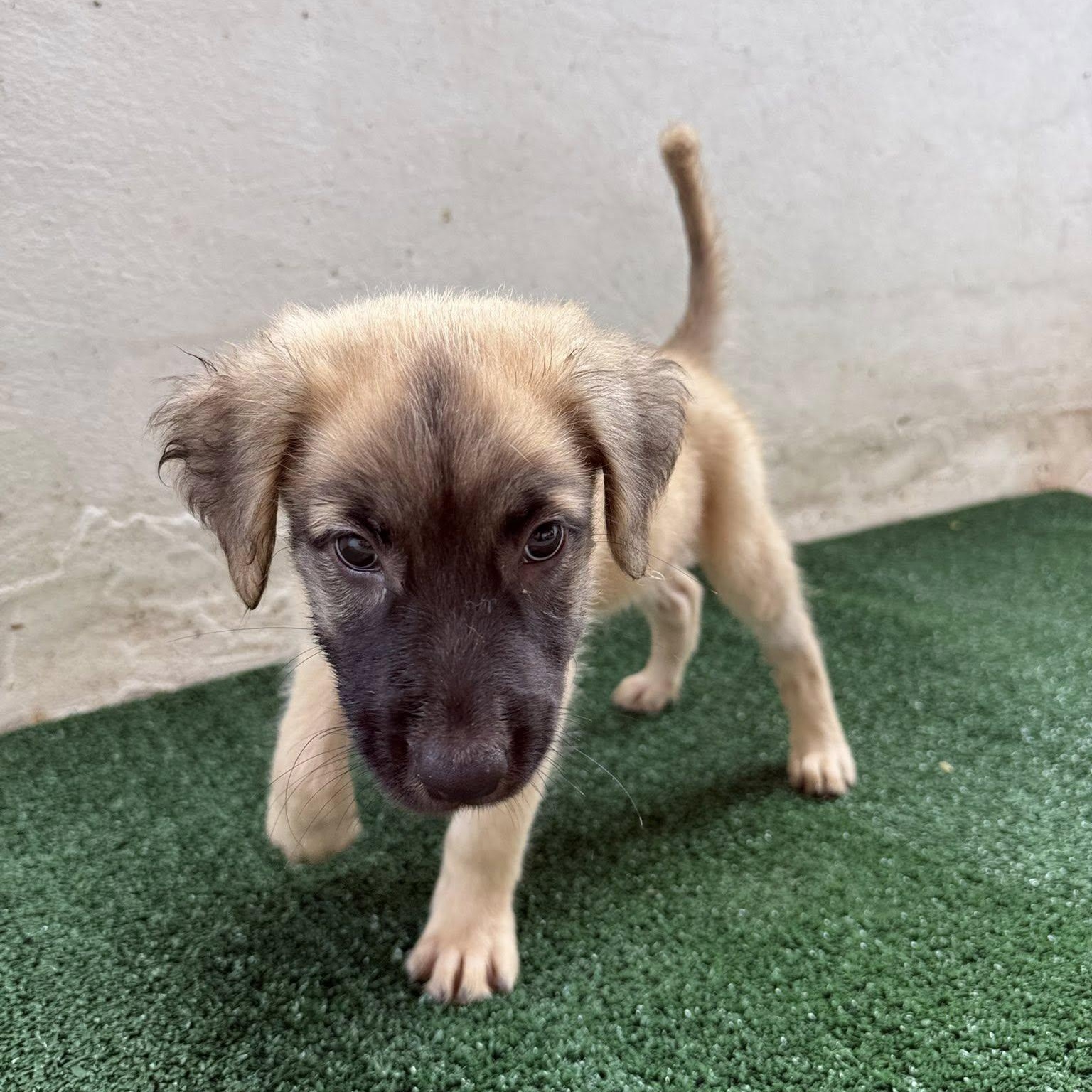 Enlarge Roark, an adopted mixed breed in Portland, ME image 4/4