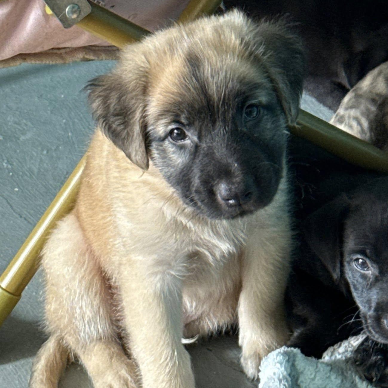 Roark, adopted, Puppy Male German Shepherd Dog & Labrador Retriever.
