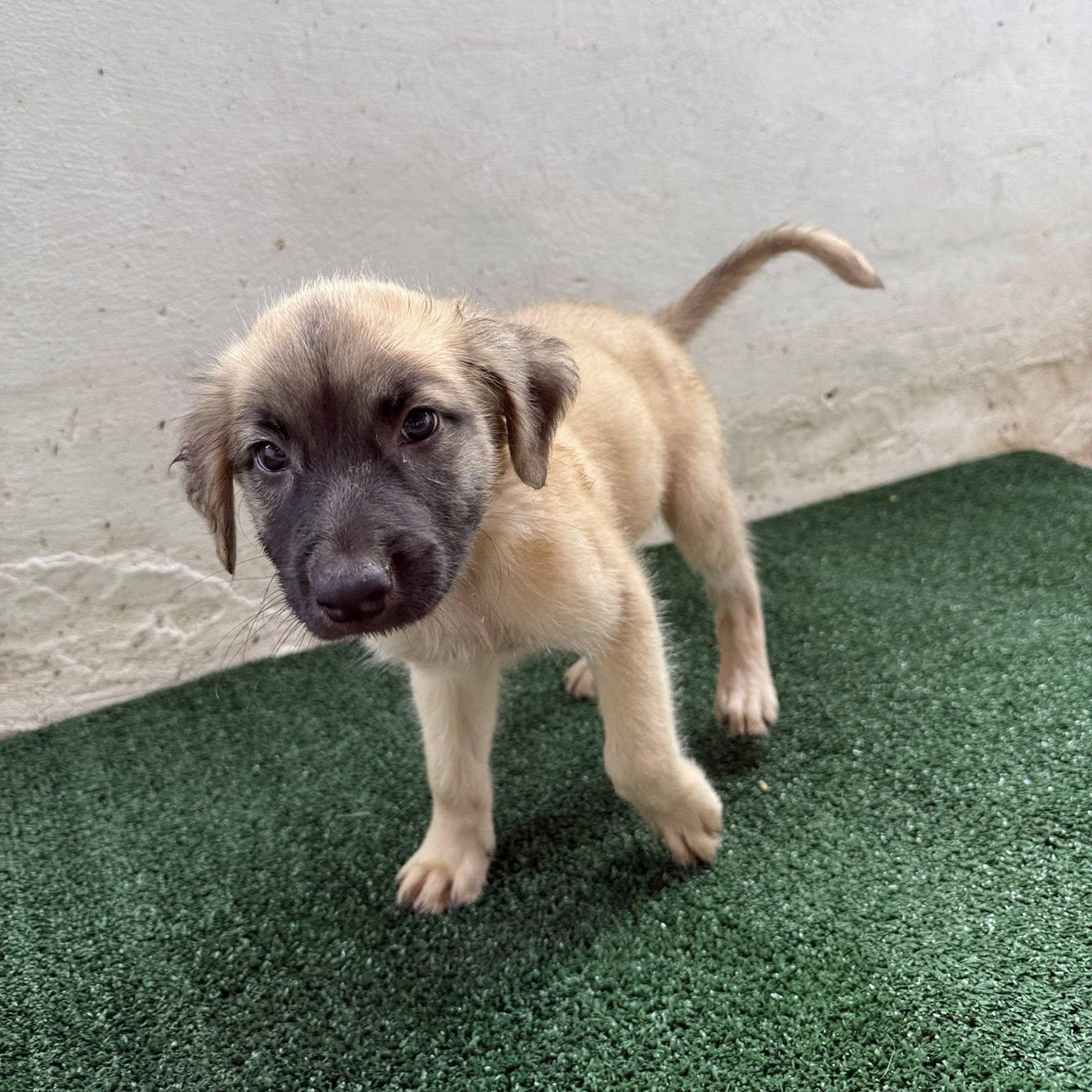 Enlarge Roark, an adopted mixed breed in Portland, ME image 3/4