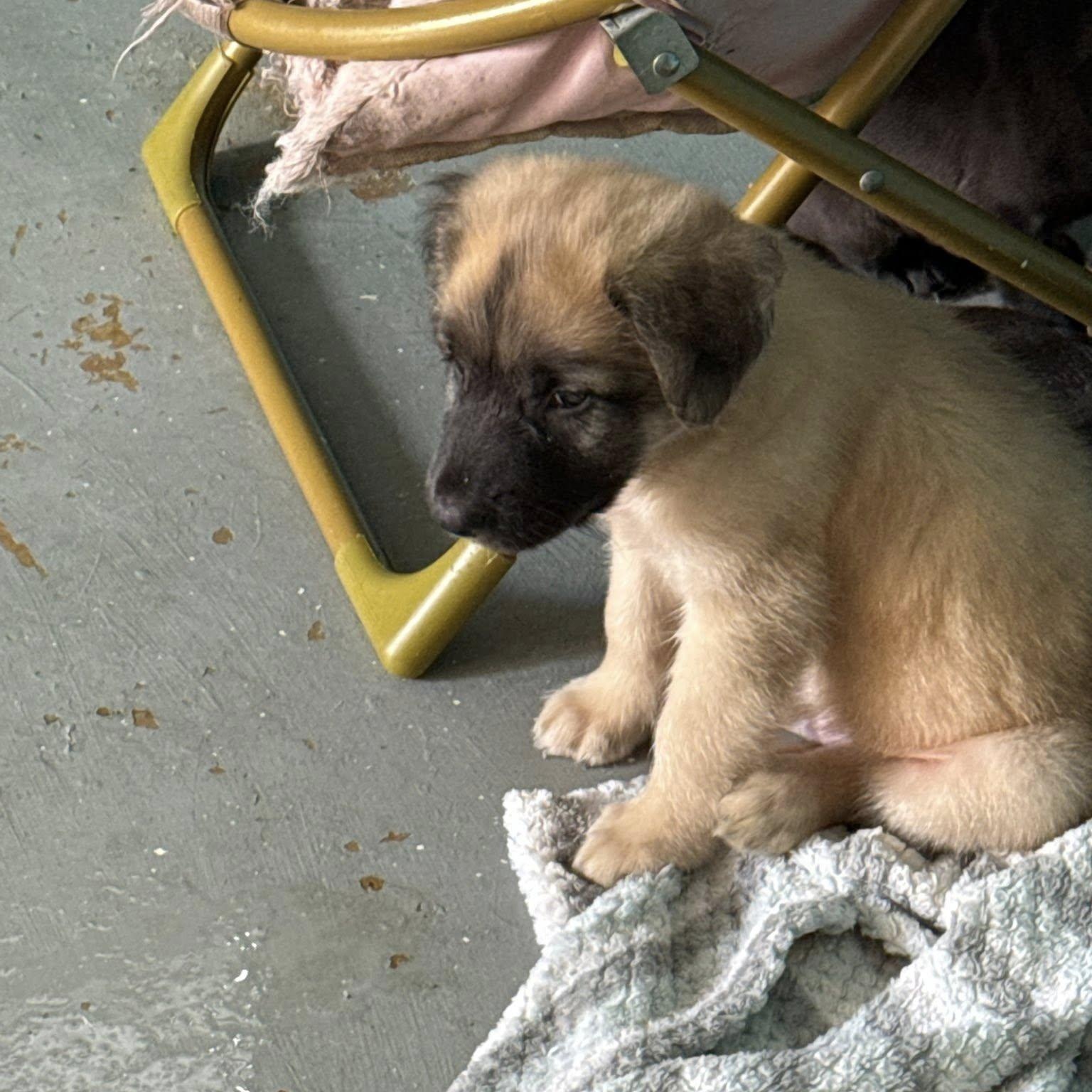 Enlarge Roark, an adopted mixed breed in Portland, ME image 2/4