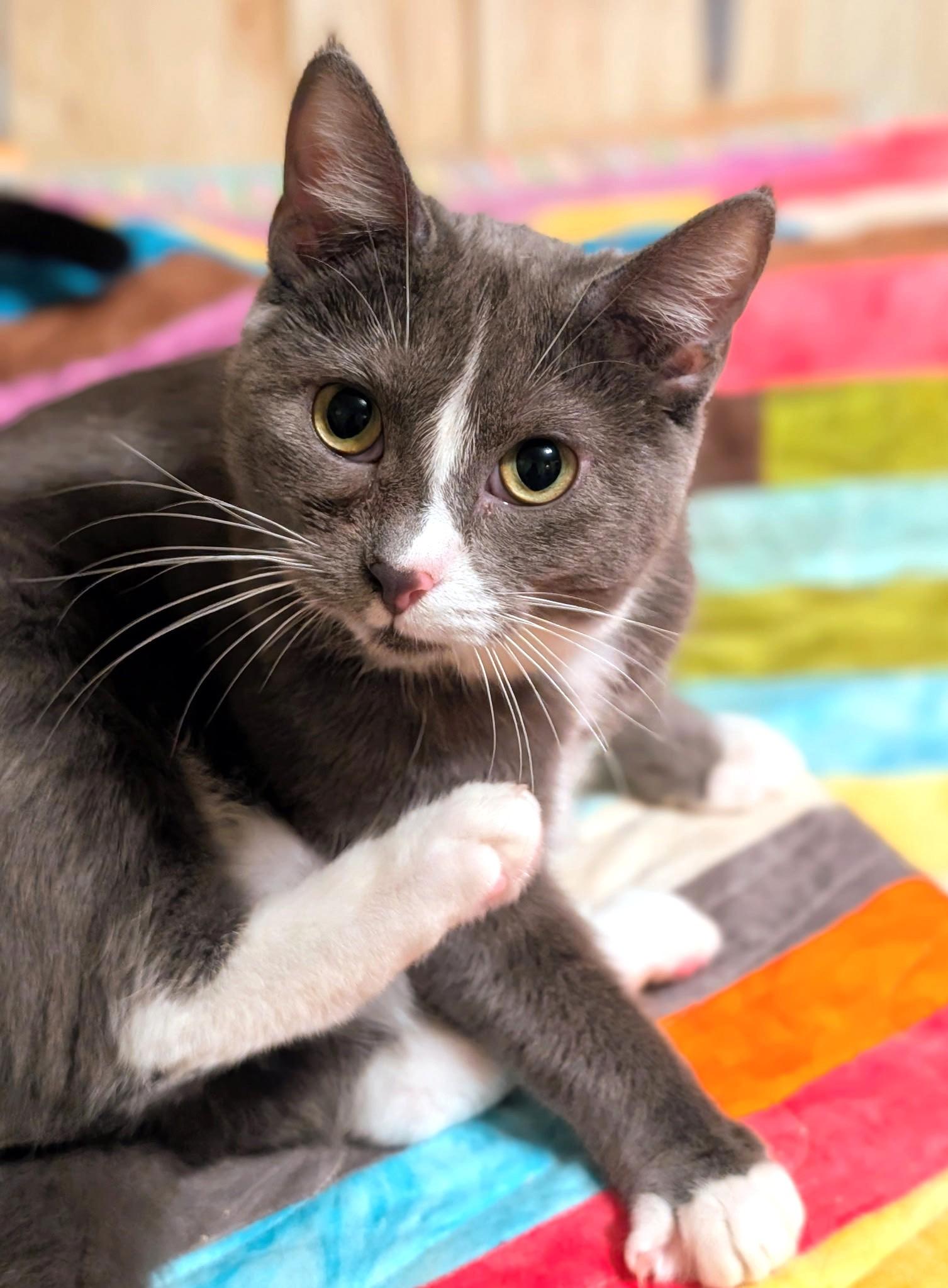 Enlarge Ada: Playful Girl!, a ADOPTABLE Domestic Short Hair in Newport, WA image 2/6
