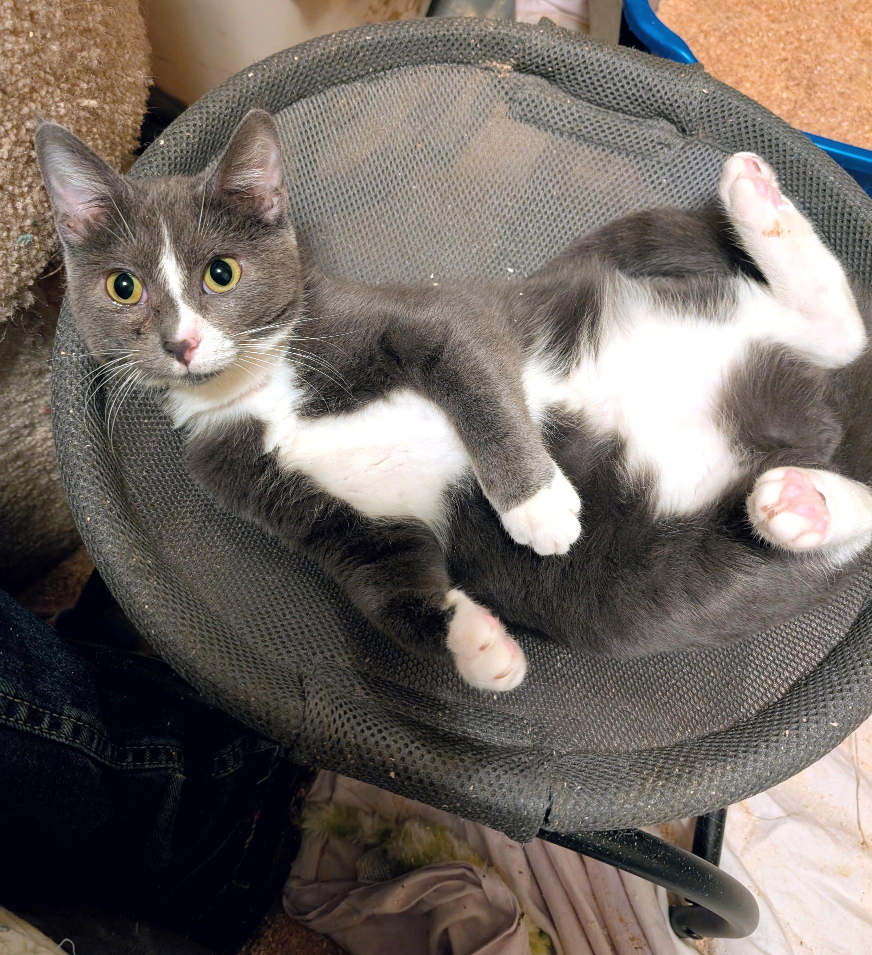 Enlarge Ada: Playful Girl!, a ADOPTABLE Domestic Short Hair in Newport, WA image 3/6