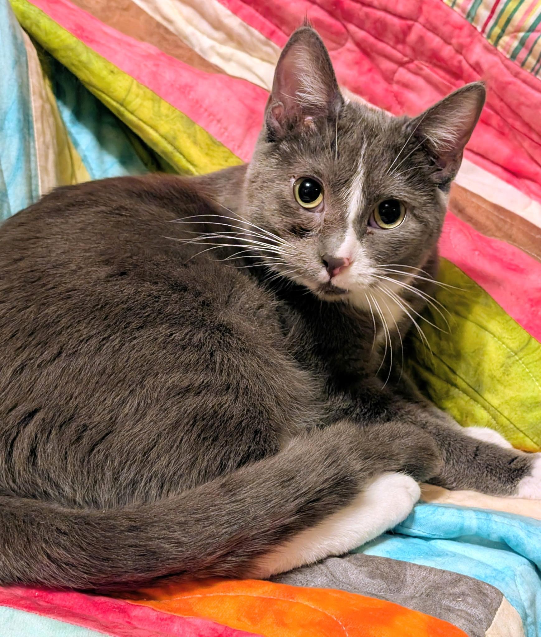 Enlarge Ada: Playful Girl!, a ADOPTABLE Domestic Short Hair in Newport, WA image 5/6