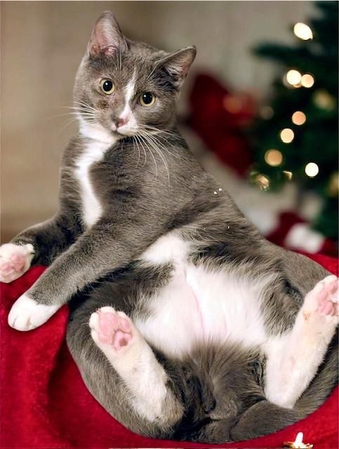 Ada: Playful Girl!, ADOPTABLE, Adult Female Domestic Short Hair.