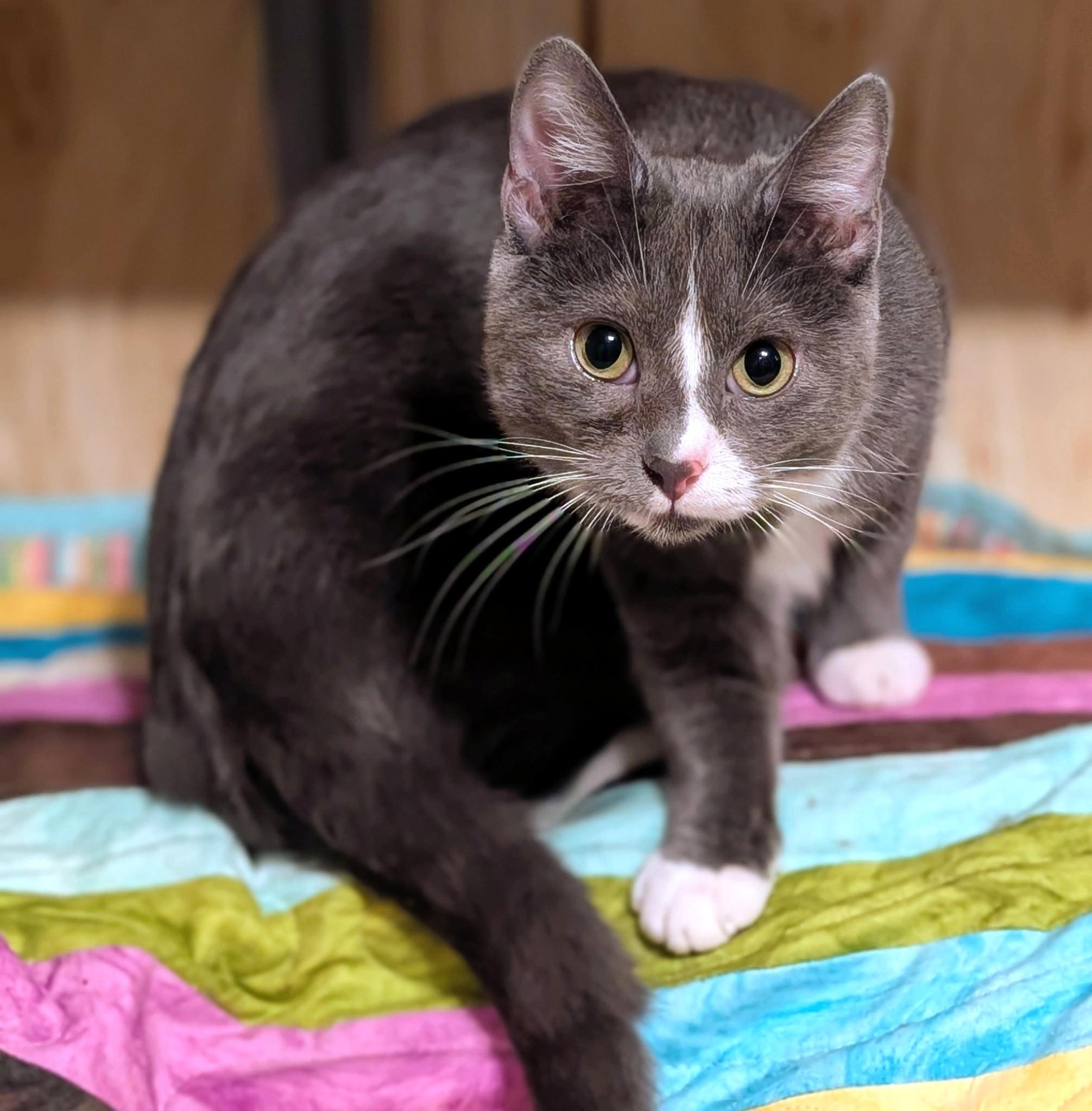 Enlarge Ada: Playful Girl!, a ADOPTABLE Domestic Short Hair in Newport, WA image 6/6