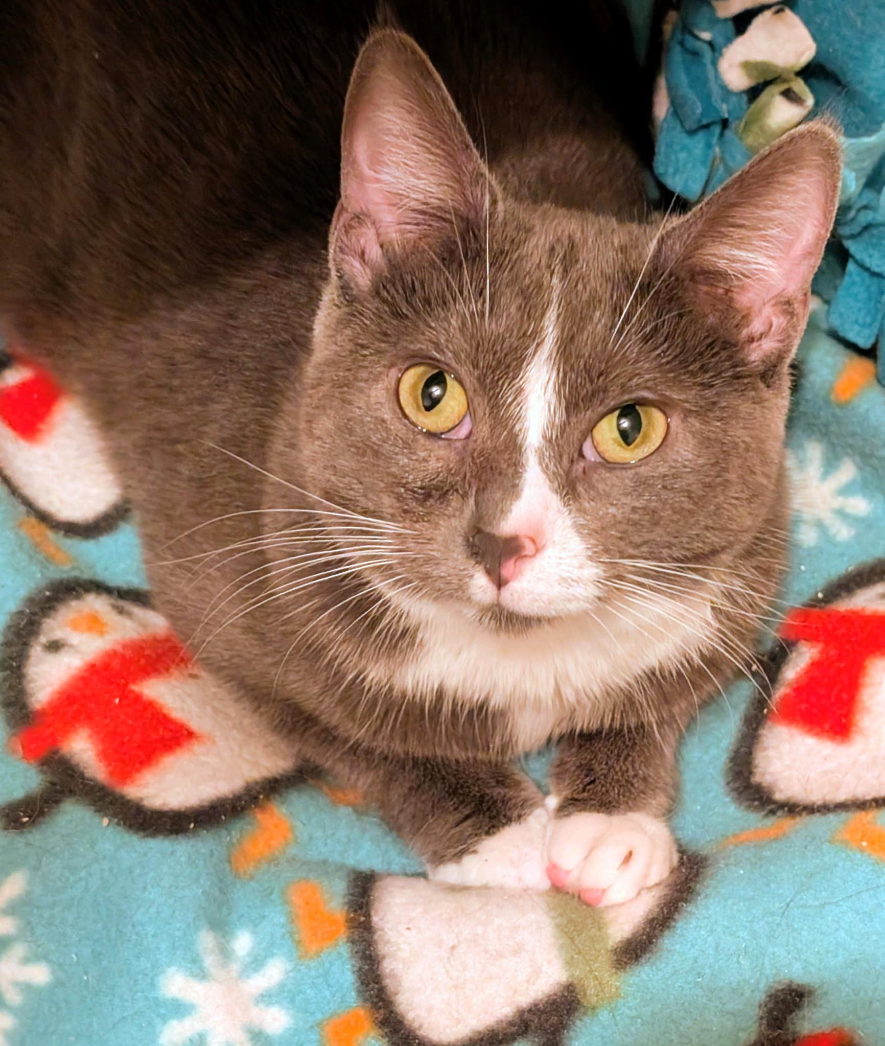 Enlarge Ada: Playful Girl!, a ADOPTABLE Domestic Short Hair in Newport, WA image 4/6