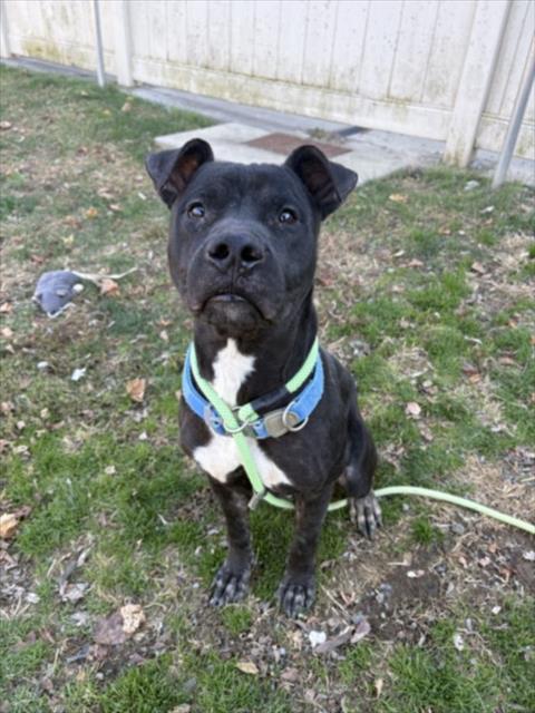 Enlarge APPALOOSA, a Adoptable Pit Bull Terrier in Hagerstown, MD image 1/1