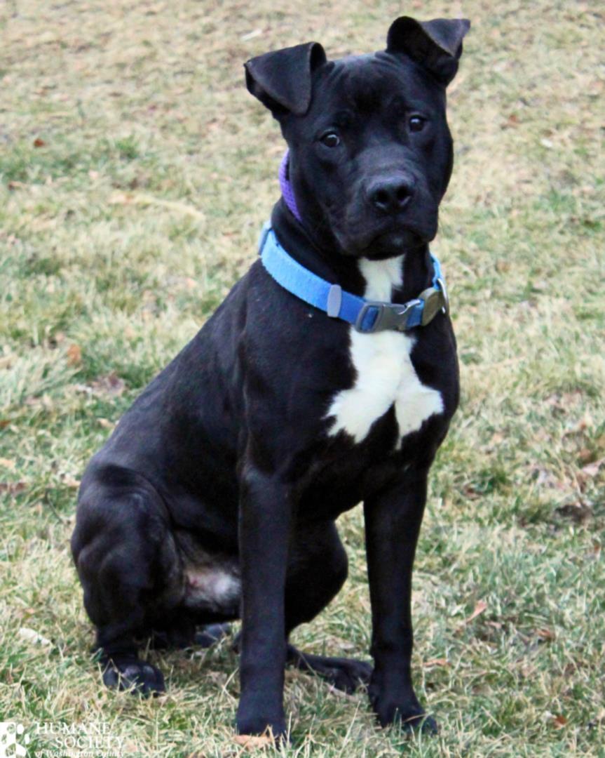 APPALOOSA, Adoptable, Young Male Pit Bull Terrier.