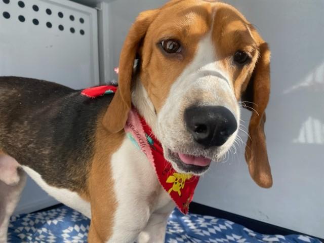 Butternut thumbnail 2