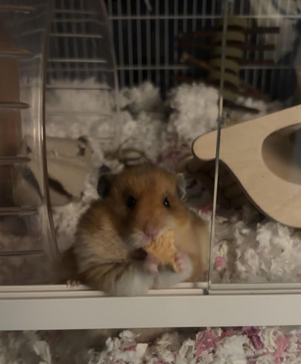 Chirp, Adopted, Adult Male Hamster.