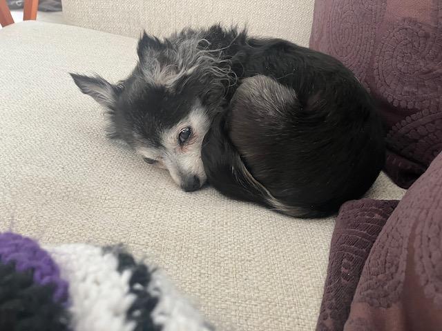 Enlarge Penny - Tiny & Sweet!, a ADOPTABLE Chihuahua in Holland, MI image 2/4