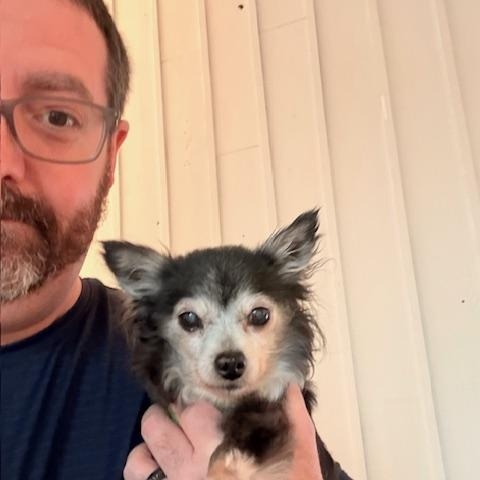 Enlarge Penny - Tiny & Sweet!, a ADOPTABLE Chihuahua in Holland, MI image 4/4