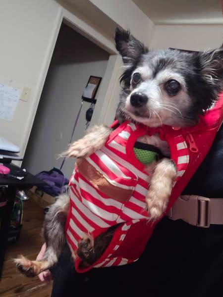 Enlarge Penny - Tiny & Sweet!, a ADOPTABLE Chihuahua in Holland, MI image 3/4