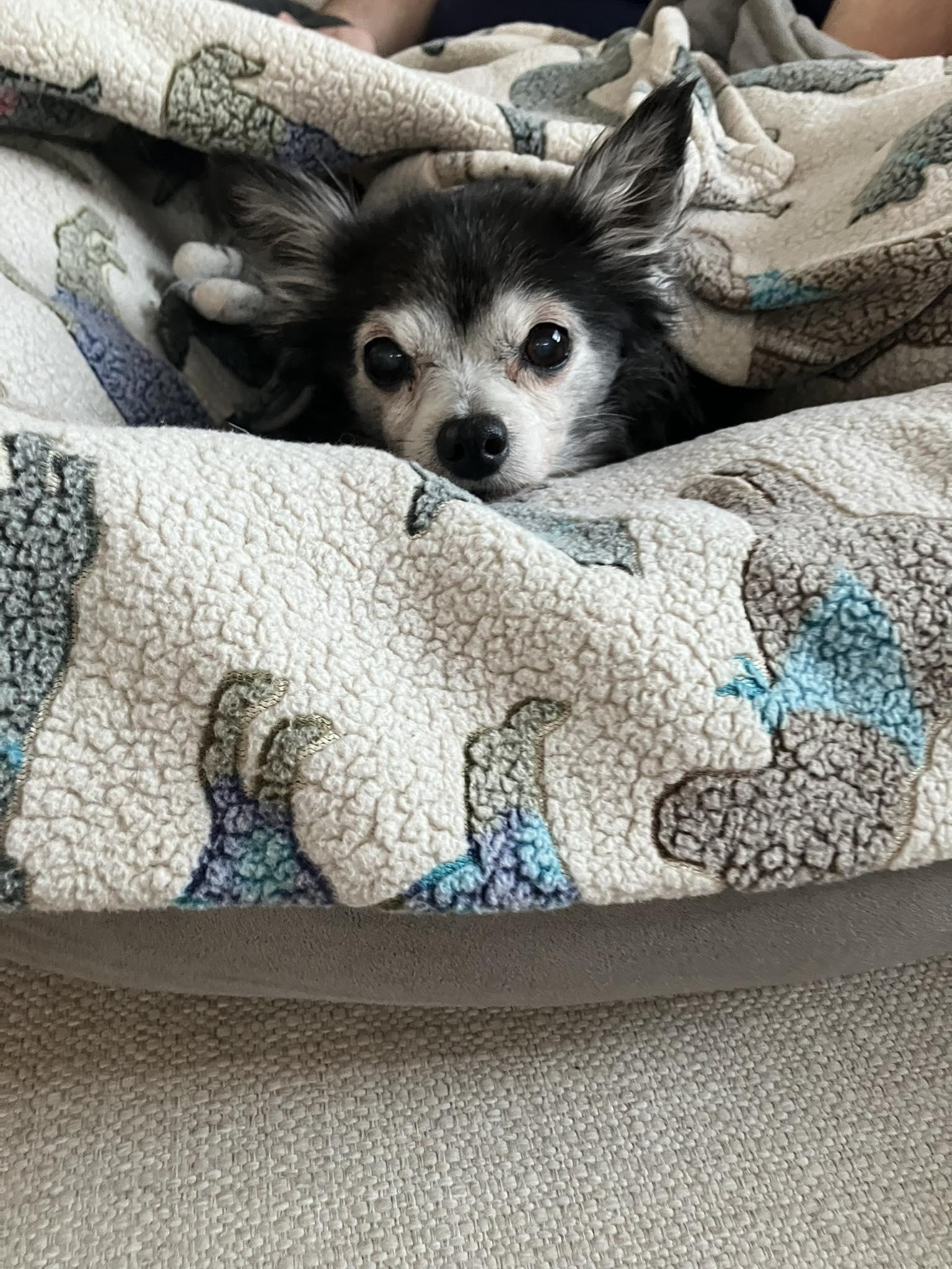 Enlarge Penny - Tiny & Sweet!, a ADOPTABLE Chihuahua in Holland, MI image 1/4
