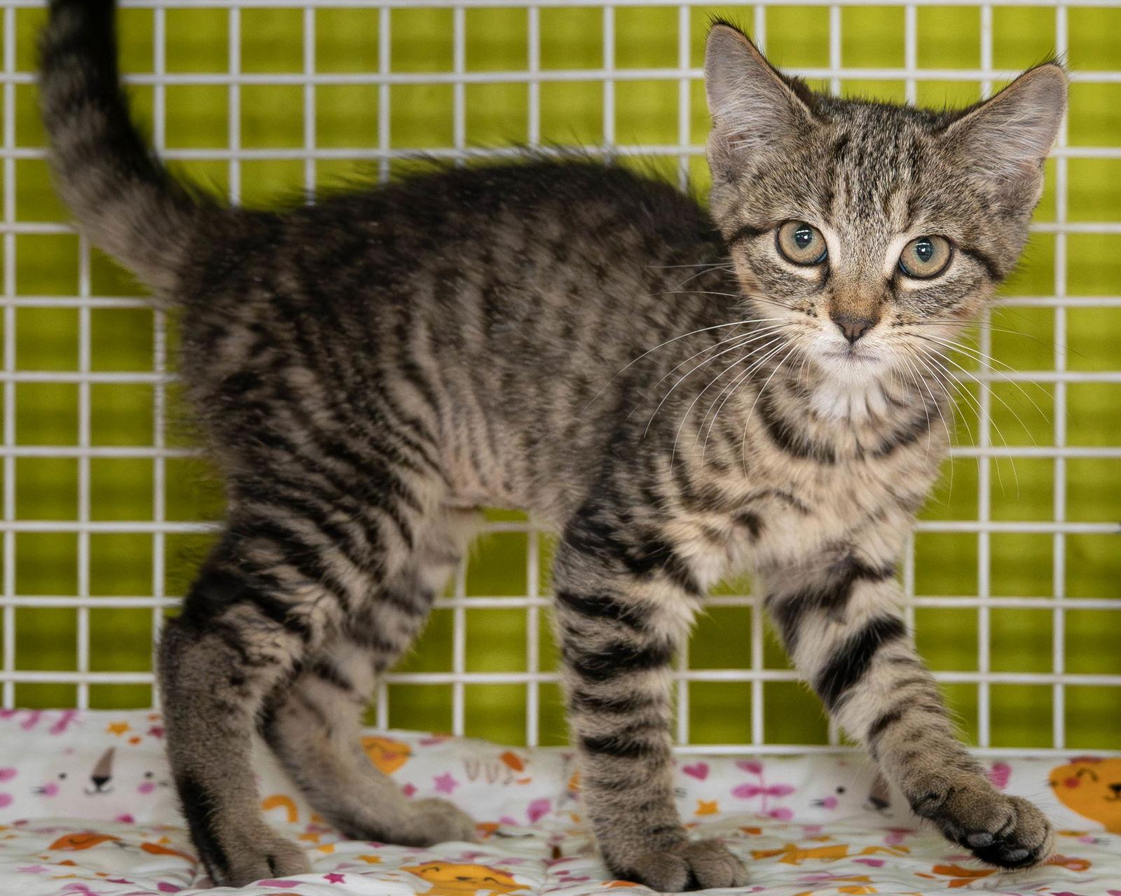 Purry, Adopted, Young Female Domestic Short Hair.