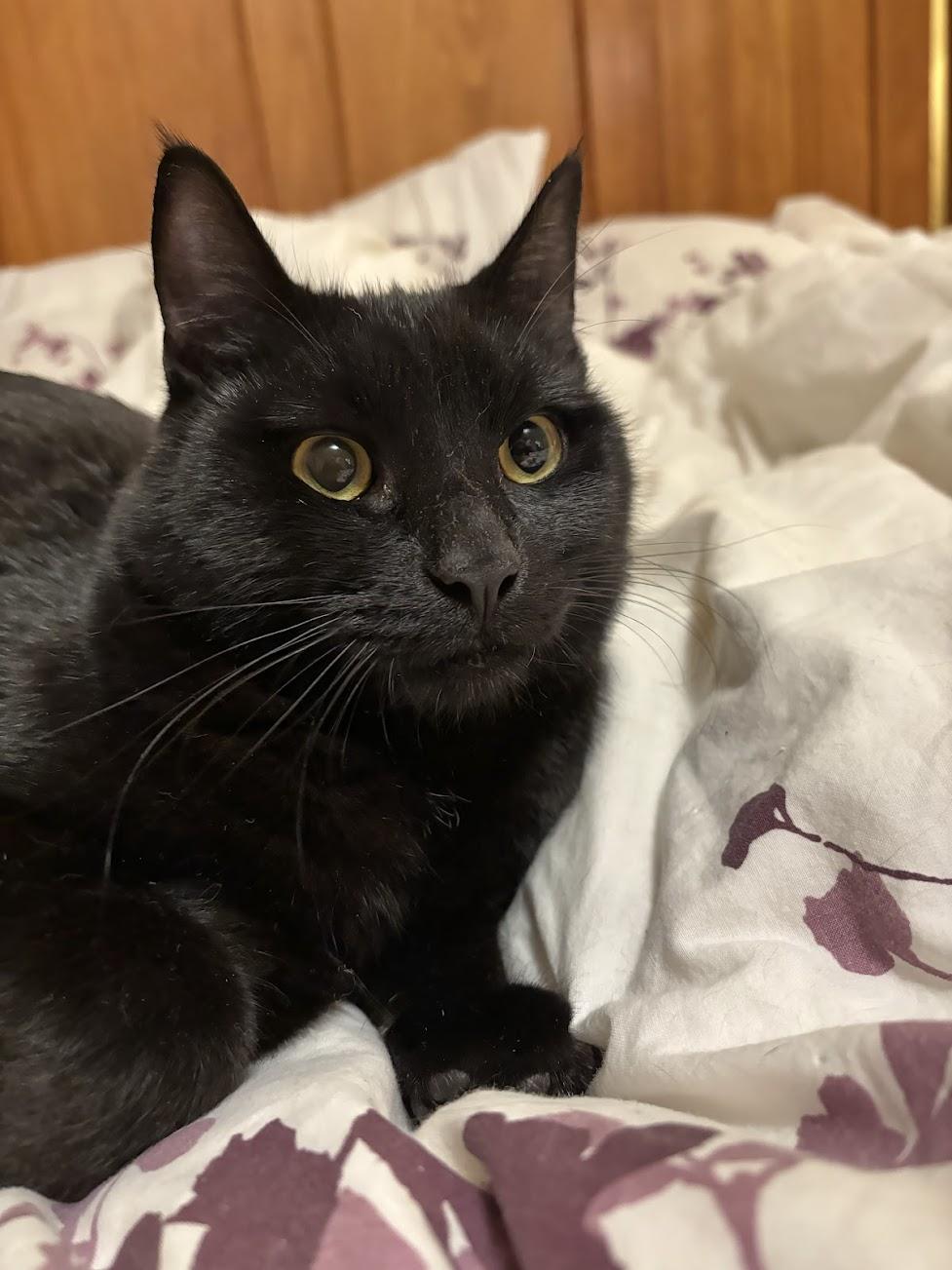 Bambo, an adoptable Domestic Medium Hair in Springfield, OR, 97478 | Photo Image 6