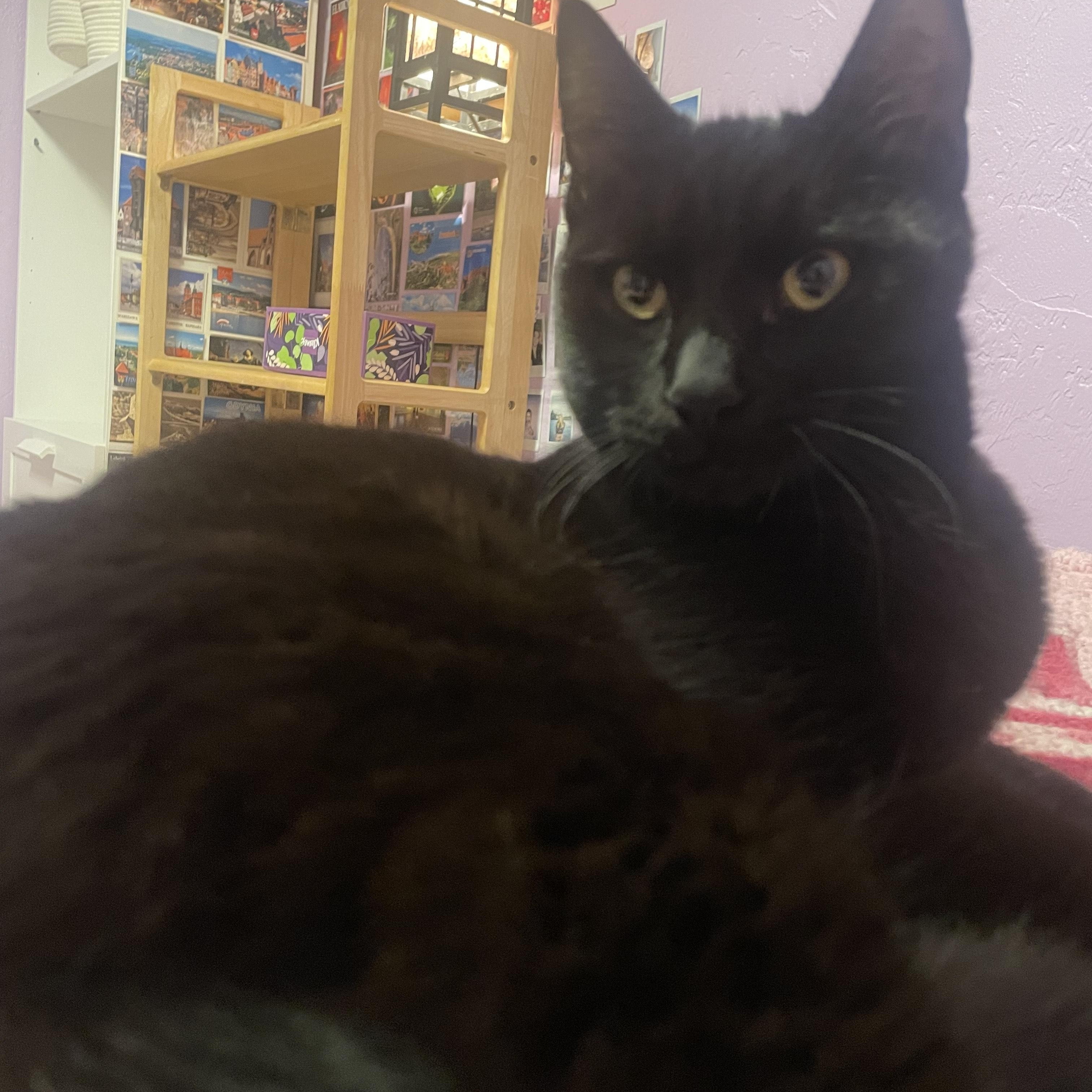 Bambo, an adoptable Domestic Medium Hair in Springfield, OR, 97478 | Photo Image 4