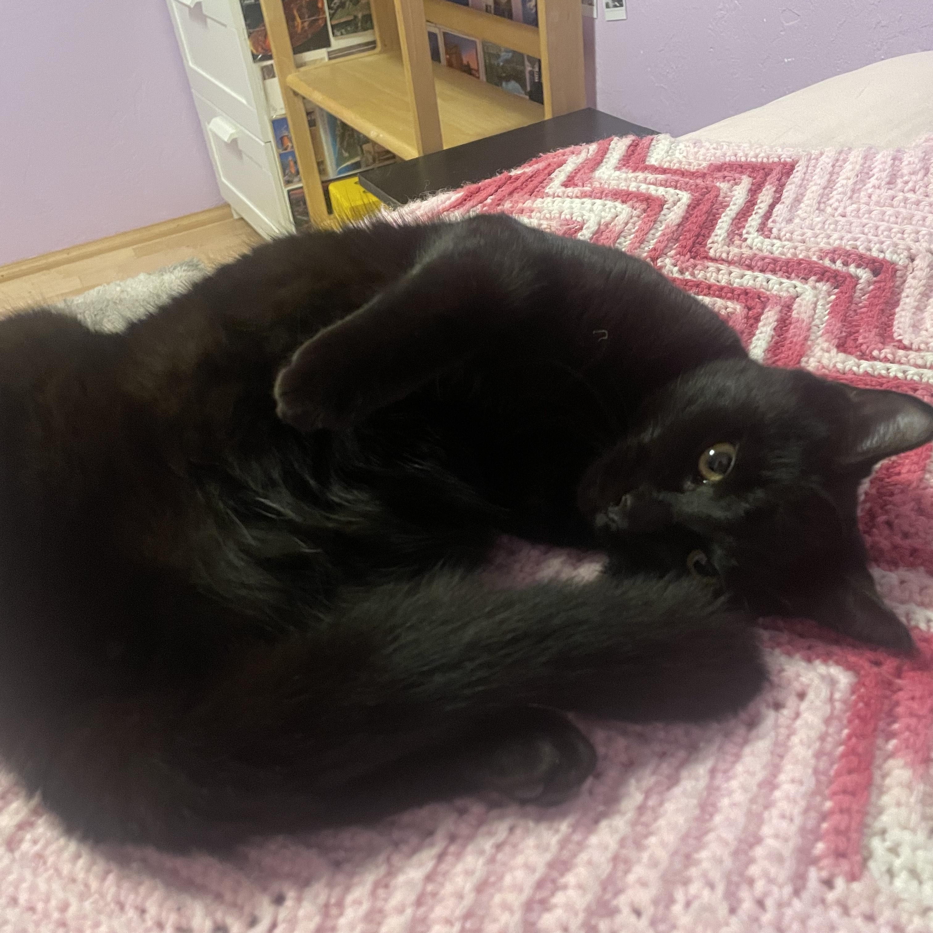 Bambo, Adoptable, Young Male Domestic Medium Hair.