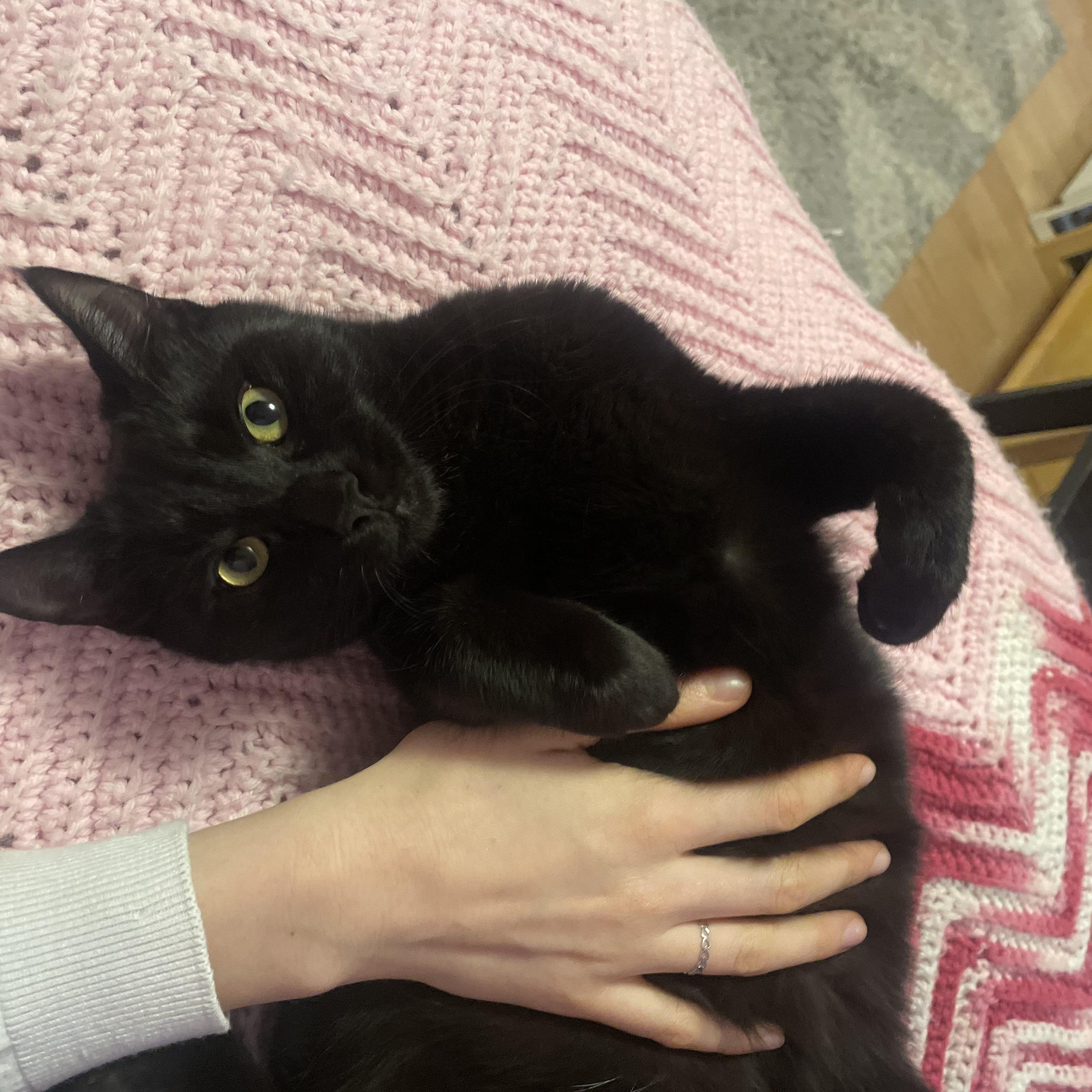 Bambo, a Adoptable Domestic Medium Hair in Springfield, OR image 4/6