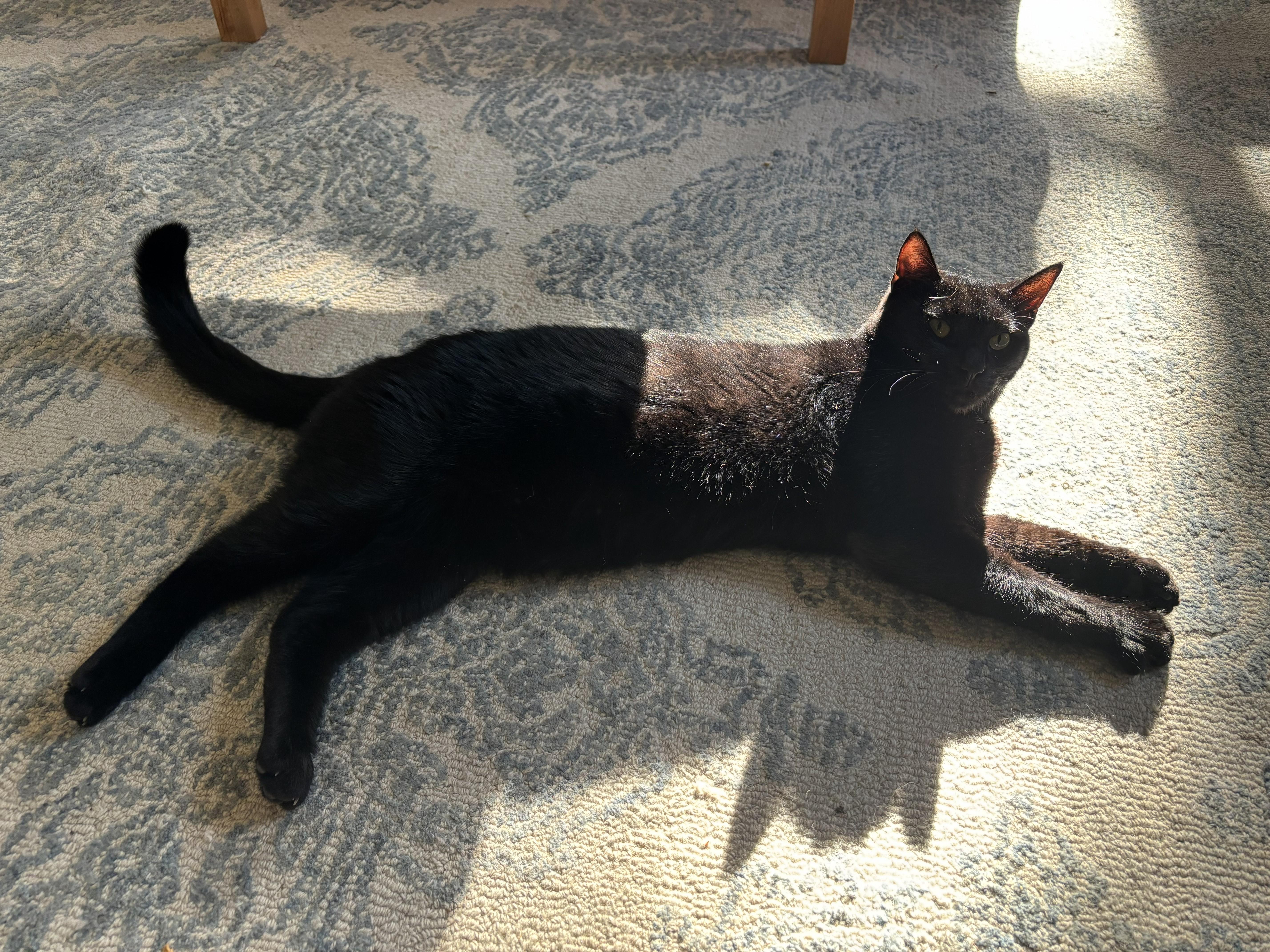 Bambo, a Adoptable Domestic Medium Hair in Springfield, OR image 1/6