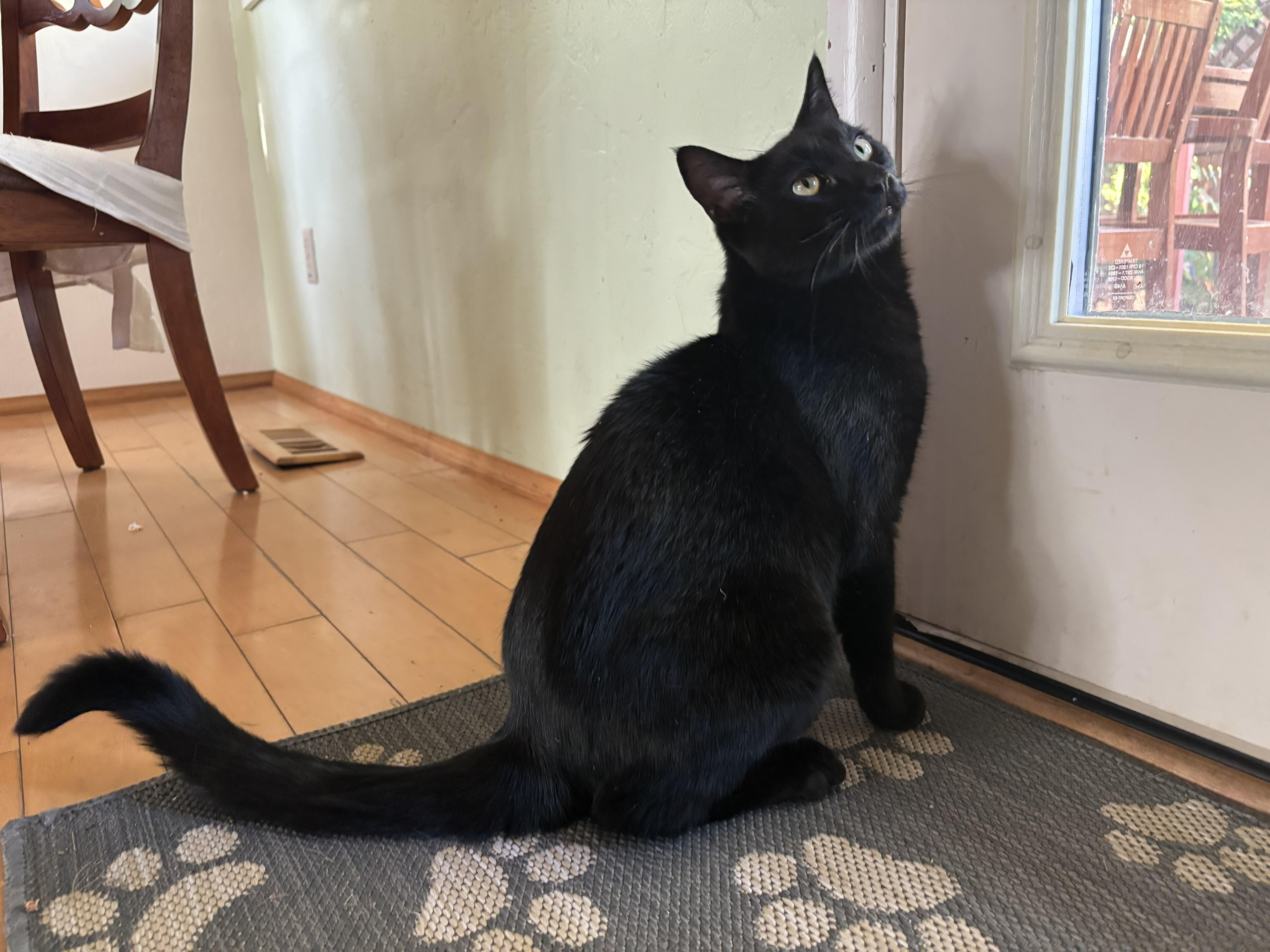Bambo, an adoptable Domestic Medium Hair in Springfield, OR, 97478 | Photo Image 3