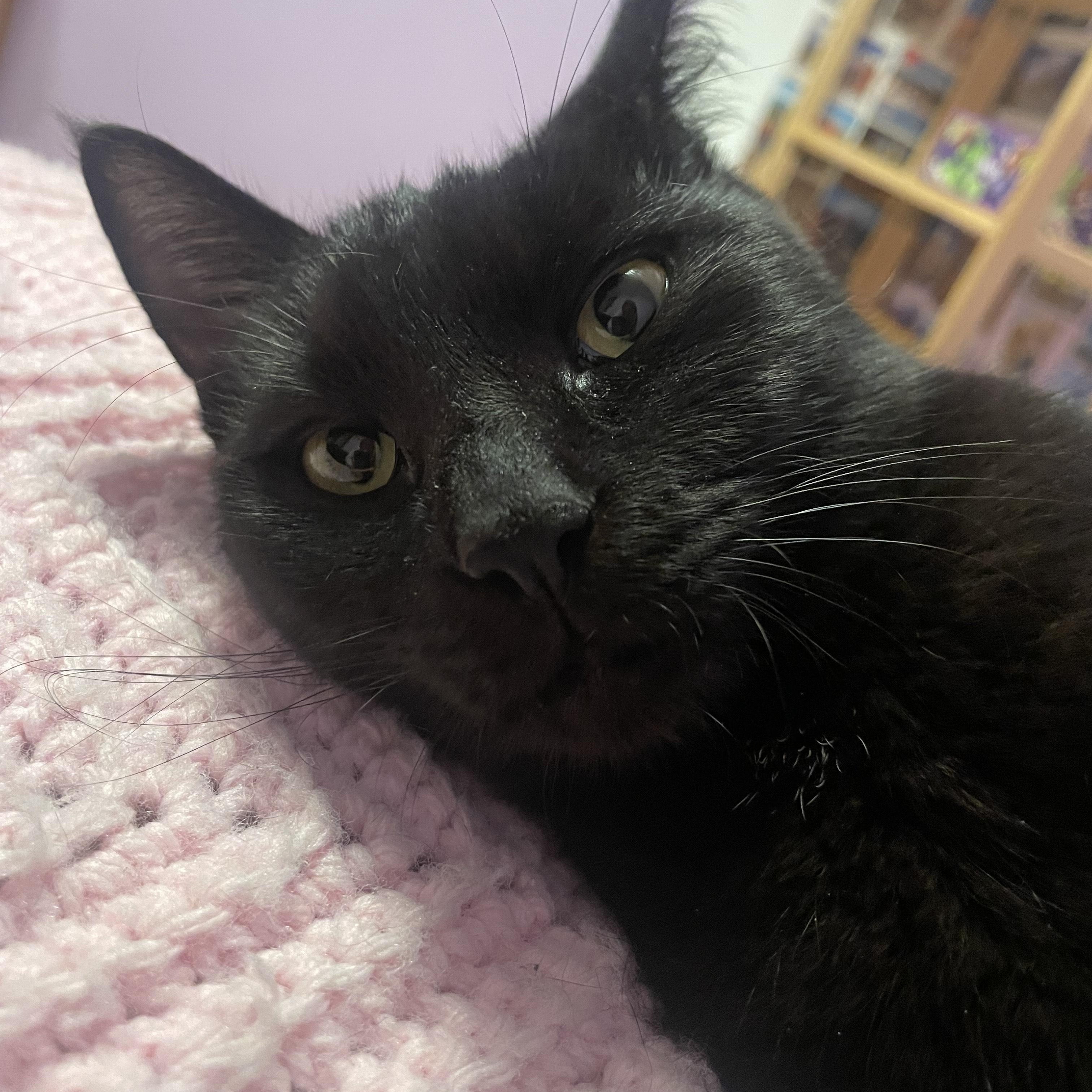 Bambo, an adoptable Domestic Medium Hair in Springfield, OR, 97478 | Photo Image 1