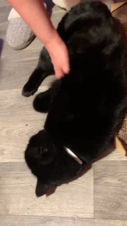 Enlarge Bambo, a Adoptable Domestic Medium Hair in Springfield, OR video 6/6