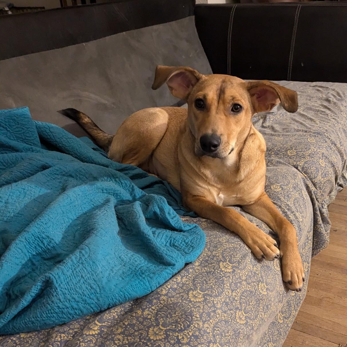 Penny, Adoptable, Adult Female Labrador Retriever & Doberman Pinscher.