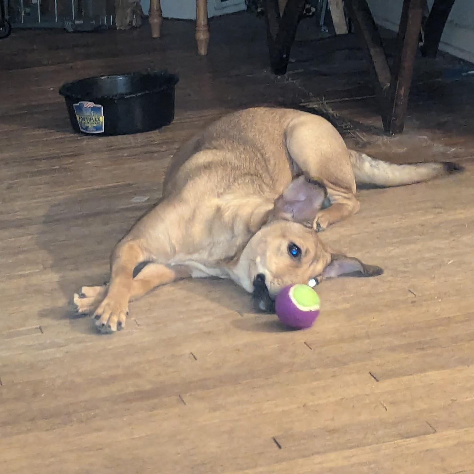 Enlarge Penny, a Adoptable mixed breed in Albany, NY image 5/6