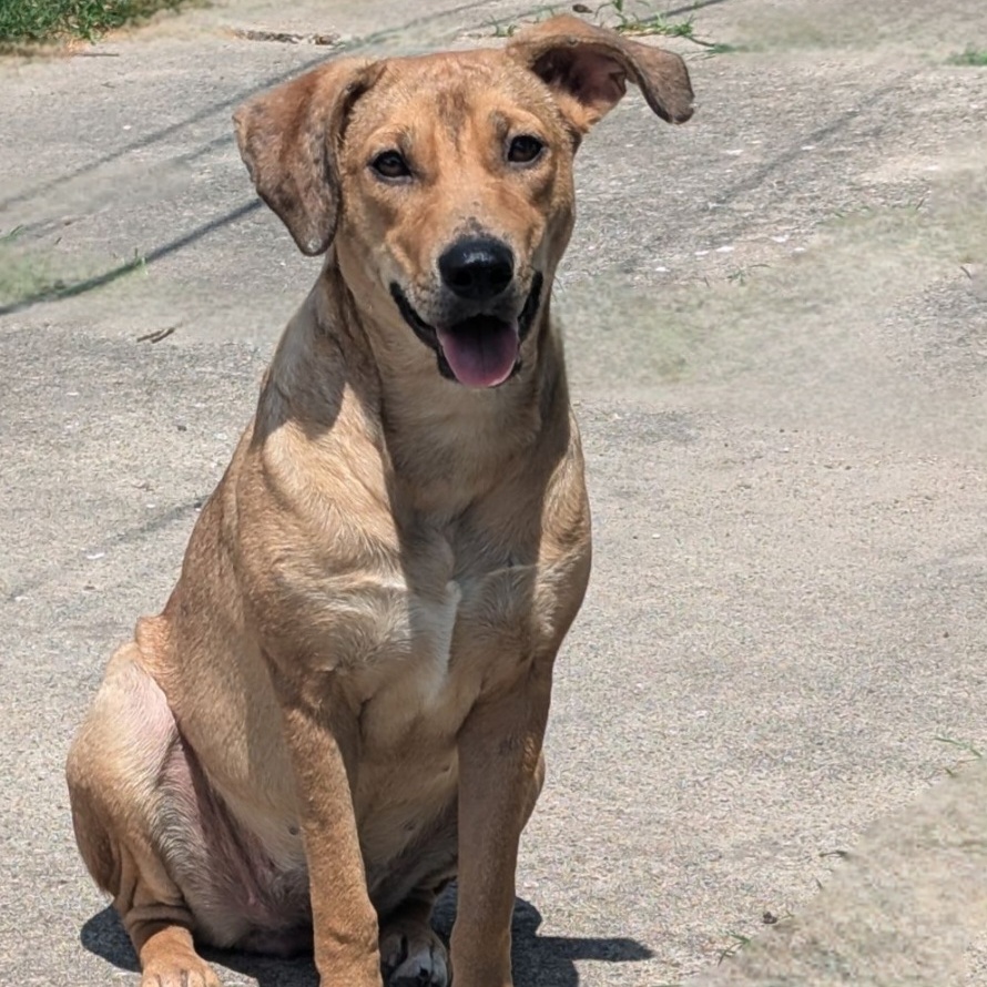 Enlarge Penny, a Adoptable mixed breed in Albany, NY image 4/6